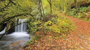 Bosque de Muniellos