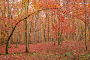 fageda-tardor